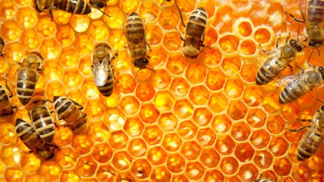 Antibioticele în scopuri profilactice în apicultură sunt interzise
