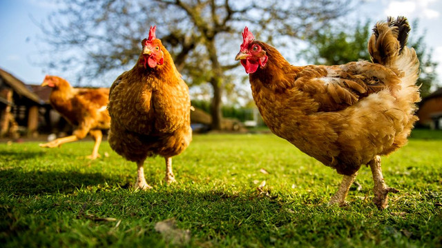 ANSP recomandă populației să evite contactul cu păsările care par bolnave sau sunt moarte, în contextul depistării unor noi cazuri suspecte de gripă aviară pe teritoriul R. Moldova