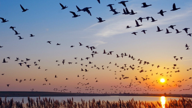 ANSA atenționează că odată cu migrarea păsărilor sălbatice poate apărea riscul contaminării cu Gripă aviară