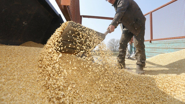 Importul de grâu, porumb și floarea-soarelui din Ucraina va fi posibil doar pe baza de licență eliberată de autorități