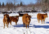 ANSA atenționează proprietarii de animale: Sănătatea animalelor depinde de condițiile în care acestea vor ierna
