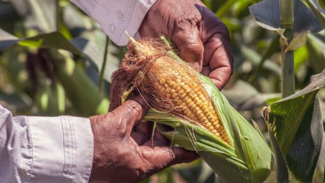 Reuters: Livrările mondiale de alimente vor fi afectate în 2024 de secetă și restricții la export