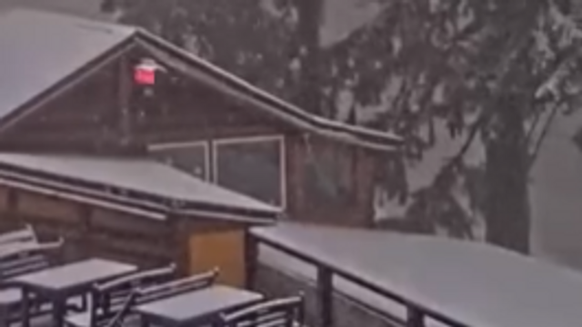 Ninge în Poiana Brașov / VIDEO