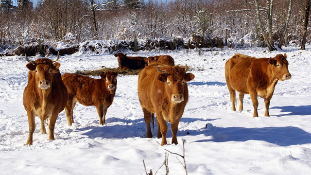 ANSA atenționează proprietarii de animale: Sănătatea animalelor depinde de condițiile în care acestea vor ierna
