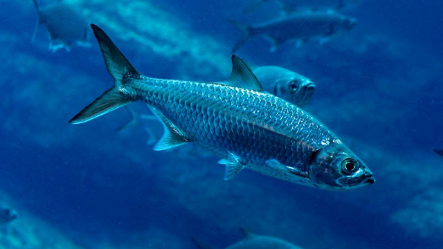 Un sfert dintre peștii de apă dulce, în pericol de dispariție