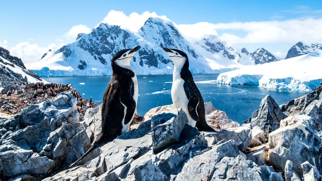 Cum supraviețuiesc pinguinii ațipind de 10.000 de ori pe zi