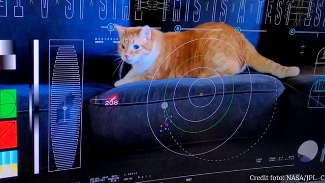 NASA „a trimis” o pisică în spațiu, la 31 de milioane de kilometri depărtare de Pământ