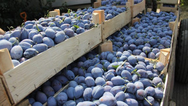 R. Moldova, al treilea exportator mondial de prune proaspete și lider în UE