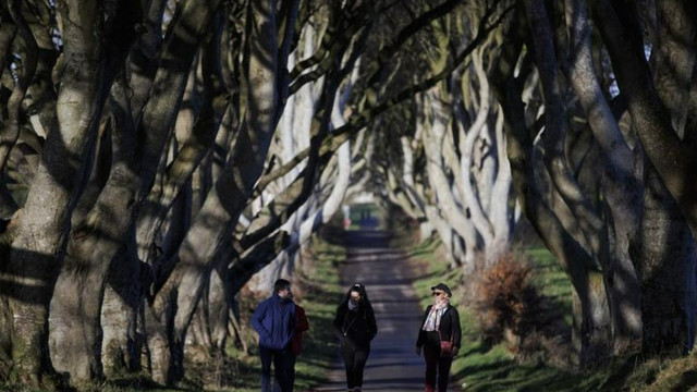 Copacii deveniți celebri datorită serialului „Game of Thrones” ar putea dispărea în doar câțiva ani