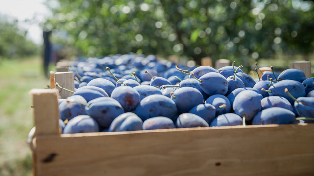 Iurie Fală, director executiv „Moldova Fruct”, despre câte prune au fost exportate, în ce țări și la ce preț