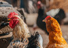ANSA a eradicat toate focarele de gripă aviară
