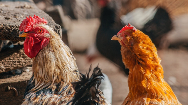 Patru noi focare de gripă aviară, depistate în Republica Moldova. ANSA a luat măsuri