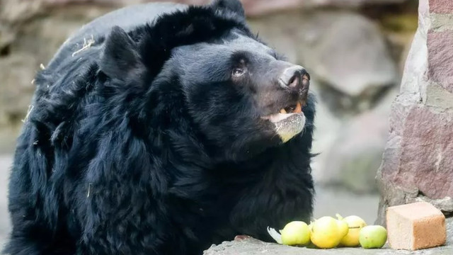 Yampil, ursul care a supraviețuit miraculos invaziei ruse, și-a găsit un nou cămin / Video