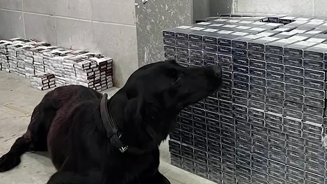 VIDEO | Câinii Serviciului Vamal au dejucat peste 175 de tentative de transport ilicit al mărfurilor, în 2023