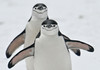 Gripa aviară a fost confirmată pentru prima dată în Antarctica / Risc pentru coloniile de pinguini