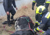Salvatorii IGSU au salvat o vacă împotmolită în râul Bâc
