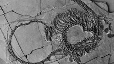 Fosilele intacte ale unui „balaur” vechi de 240 milioane de ani, găsite în China

