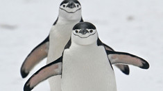 Gripa aviară a fost confirmată pentru prima dată în Antarctica / Risc pentru coloniile de pinguini
