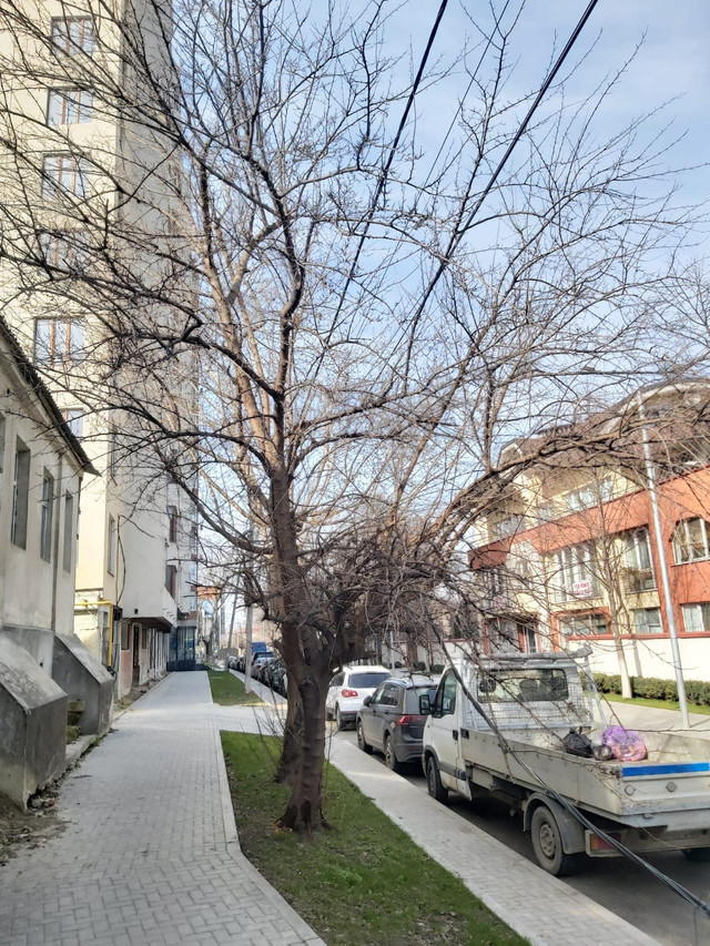 Infracțiune de mediu în centrul Chișinăului! Cineva a încercat să omoare un arbore 