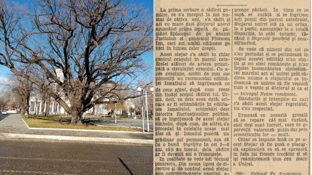 Mister elucidat: Stejarul Unirii din Ismail, o mărturie a Istoriei Românești
