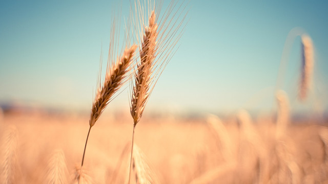 CSE a prelungit cu 3 luni termenul în care cerealele se vor importa doar cu permisiunea MAIA