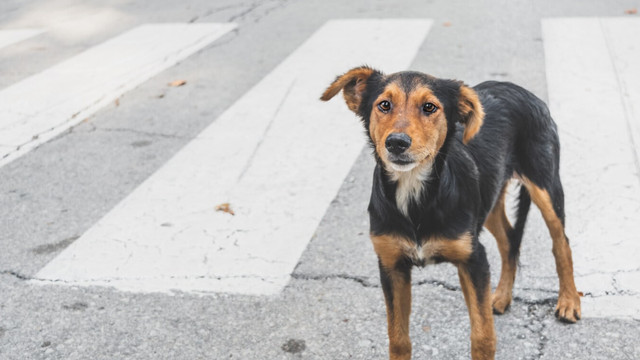 În jur de 1000 de câini din stradă ar urma să fie sterilizați până la sfârșitul acestui an