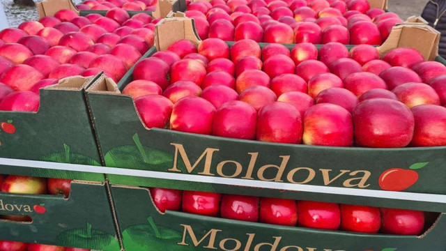 Condiții optime pentru exportul produselor perisabile exportate din Republica Moldova