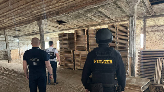 Tentativa de contrabandă cu masă lemnoasă, contracarată de ofițerii INI de comun cu procurorii PCCOCS
