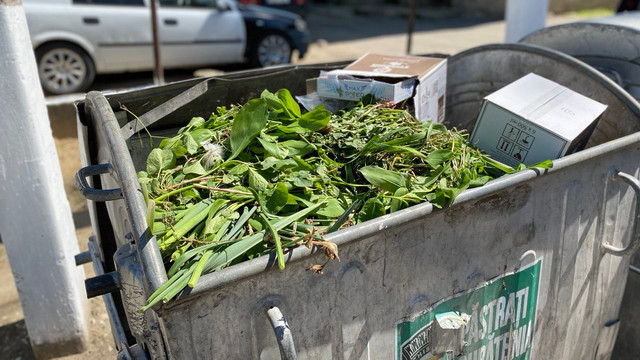 Primăria Chișinău: Deșeurile vegetale nu trebuie aruncate în containere. Acestea sunt colectate separat