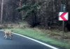 VIDEO | Un biciclist, urmărit de un lup pe drumul spre Poiana Brașov. Bărbatul a fost salvat de un posibil atac de pasagerii unei mașini