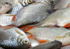 ANSA vine cu recomandări la procurarea și consumul peștelui sau a produselor din pește