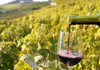 Republica Moldova a înregistrat cea mai mare creștere a producției de vin între statele din top 20, în 2023