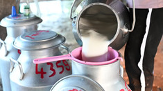 Peste 180 de cereri au fost depuse la AIPA pentru subvenții la lapte