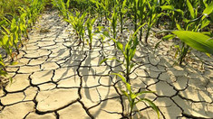 Experți internaționali se vor întruni la Chișinău pentru a elabora strategii de combatere a secetei din zonă