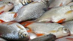 ANSA vine cu recomandări la procurarea și consumul peștelui sau a produselor din pește