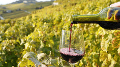 Republica Moldova a înregistrat cea mai mare creștere a producției de vin între statele din top 20, în 2023
