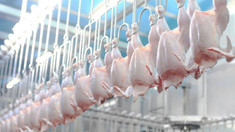 R.Moldova a obținut dreptul de a exporta carne de pasăre și ouă în UE