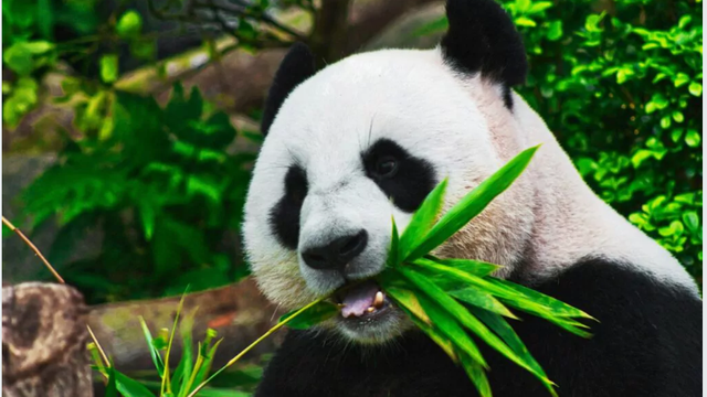 A murit Tan Tan, cel mai bătrân panda uriaș din Japonia