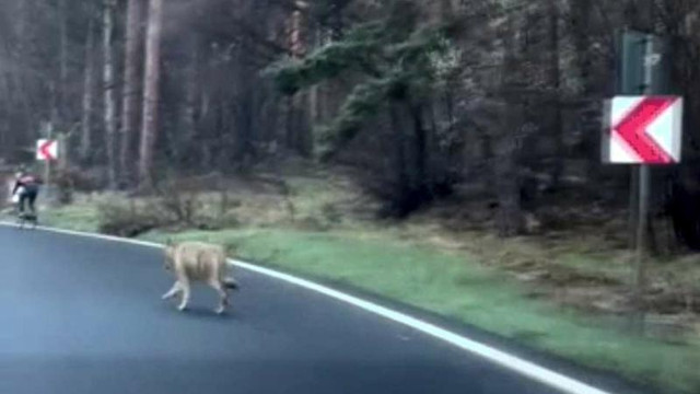 VIDEO | Un biciclist, urmărit de un lup pe drumul spre Poiana Brașov. Bărbatul a fost salvat de un posibil atac de pasagerii unei mașini