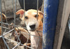 Activitatea azilului de câini din Chișinău e periclitată în lipsa unei autorizații

