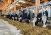 Ministerul Agriculturii anunță care este ultima zi pentru solicitarea granturilor destinate crescătorilor de bovine