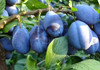 Dumitru Alaiba: Cele mai multe prune importate de Uniunea Europeană sunt din Republica Moldova