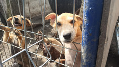 Activitatea azilului de câini din Chișinău e periclitată în lipsa unei autorizații

