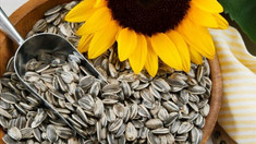 MAIA: Patru agenți economici au primit licențe de import pentru semințele de floarea-soarelui
