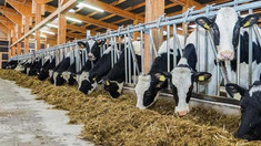 Ministerul Agriculturii anunță care este ultima zi pentru solicitarea granturilor destinate crescătorilor de bovine