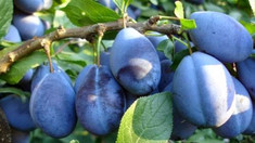Dumitru Alaiba: Cele mai multe prune importate de Uniunea Europeană sunt din Republica Moldova