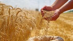Israel și România au semnat un acord de furnizare de grâu în situații de urgență