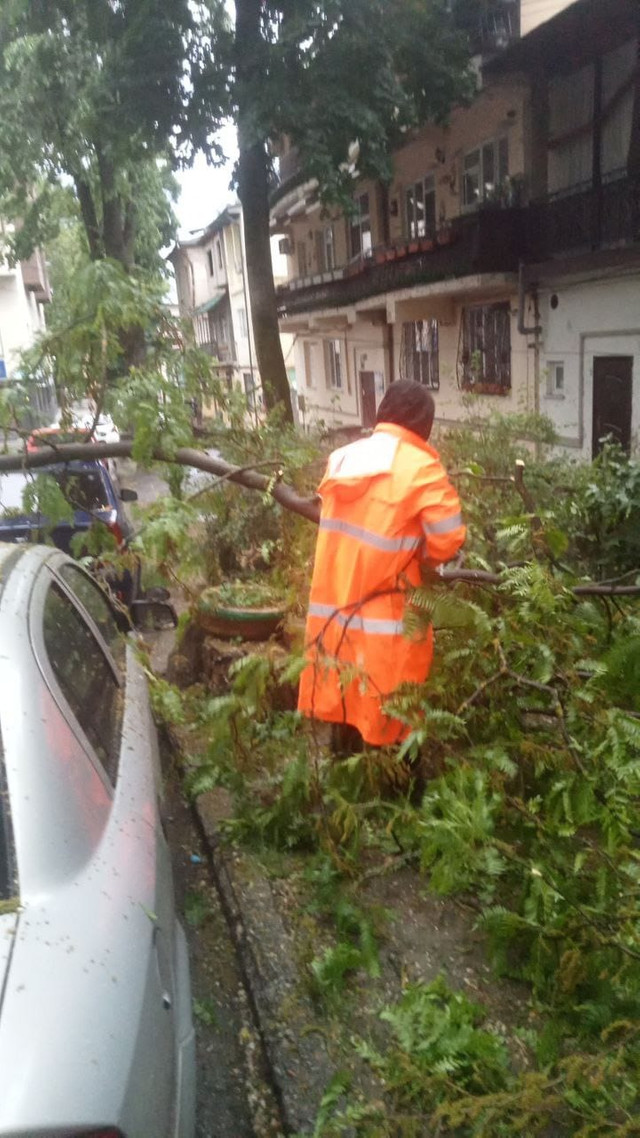 FOTO | Mai mulți arbori au fost doborâți în urma ploii torențiale din capitală