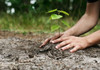 Ministerul Mediului a prezentat rezultatele campaniei de împăduriri din această primăvară: lucrări de plantare și reabilitare pe o suprafață de 3300 ha