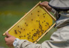 Agricultorii și apicultorii din Moldova pot utiliza un sistem actualizat pentru a preveni intoxicările albinelor
